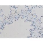 Phospho-Connexin 43 (Ser368) Antibody in Immunohistochemistry (Paraffin) (IHC (P))