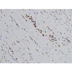 Phospho-JunD (Ser255) Antibody in Immunohistochemistry (Paraffin) (IHC (P))