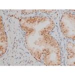 Phospho-JunD (Ser255) Antibody in Immunohistochemistry (Paraffin) (IHC (P))