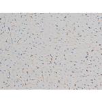 Phospho-JunD (Ser255) Antibody in Immunohistochemistry (Paraffin) (IHC (P))