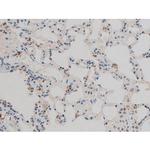 Phospho-JunD (Ser255) Antibody in Immunohistochemistry (Paraffin) (IHC (P))