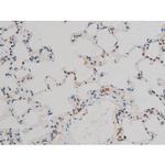 Phospho-JunD (Ser255) Antibody in Immunohistochemistry (Paraffin) (IHC (P))