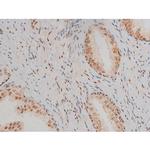 Phospho-JunD (Ser255) Antibody in Immunohistochemistry (Paraffin) (IHC (P))