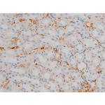 Phospho-JunD (Ser255) Antibody in Immunohistochemistry (Paraffin) (IHC (P))