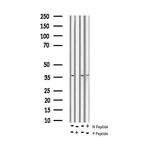 Phospho-JunD (Ser255) Antibody in Western Blot (WB)