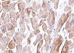 Phospho-Vinculin (Tyr822) Antibody in Immunohistochemistry (Paraffin) (IHC (P))