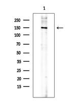 Phospho-Vinculin (Tyr822) Antibody in Western Blot (WB)