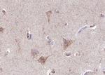 Phospho-GABRB1 (Ser434) Antibody in Immunohistochemistry (Paraffin) (IHC (P))