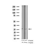 Phospho-Cardiac Troponin I (Thr143) Antibody in Western Blot (WB)