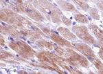 Phospho-Cardiac Troponin I (Ser44) Antibody in Immunohistochemistry (Paraffin) (IHC (P))