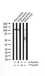 Phospho-NFkB p105/p50 (Ser927) Antibody in Western Blot (WB)