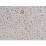 Phospho-Filamin A (Ser2152) Antibody in Immunohistochemistry (Paraffin) (IHC (P))