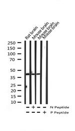 Phospho-Synaptotagmin 1/2 (Ser309) Antibody in Western Blot (WB)