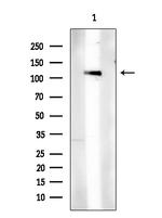 Phospho-c-Cbl (Tyr674) Antibody in Western Blot (WB)