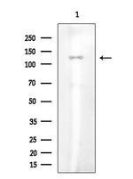 Phospho-c-Cbl (Tyr674) Antibody in Western Blot (WB)