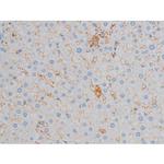 Phospho-p70 S6 Kinase (Ser371) Antibody in Immunohistochemistry (Paraffin) (IHC (P))