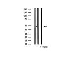 Phospho-GATA3 (Ser308) Antibody in Western Blot (WB)