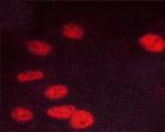 Phospho-CDK1 (Thr14) Antibody in Immunocytochemistry (ICC/IF)