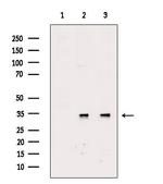 Phospho-CDK1 (Thr14) Antibody in Western Blot (WB)