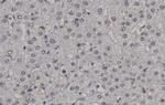 Phospho-CDK2 (Thr160) Antibody in Immunohistochemistry (Paraffin) (IHC (P))