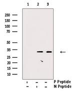 Phospho-CDK2 (Thr160) Antibody in Western Blot (WB)