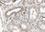 Phospho-IKB alpha (Tyr305) Antibody in Immunohistochemistry (Paraffin) (IHC (P))