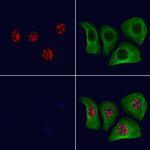 Phospho-MKP1/MKP2 (Ser296, Ser318) Antibody in Immunocytochemistry (ICC/IF)