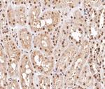 Phospho-MKP1/MKP2 (Ser296, Ser318) Antibody in Immunohistochemistry (Paraffin) (IHC (P))