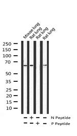 Phospho-SHP-1 (Tyr536) Antibody in Western Blot (WB)