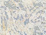 Phospho-eNOS (Ser1177) Antibody in Immunohistochemistry (Paraffin) (IHC (P))