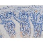 Phospho-eNOS (Ser1177) Antibody in Immunohistochemistry (Paraffin) (IHC (P))