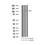 Phospho-eNOS (Ser1177) Antibody in Western Blot (WB)