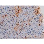 Phospho-AKT1 (Thr450) Antibody in Immunohistochemistry (Paraffin) (IHC (P))