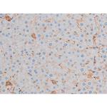 Phospho-AKT1 (Thr450) Antibody in Immunohistochemistry (Paraffin) (IHC (P))