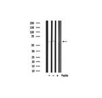 Phospho-AKT1 (Thr450) Antibody in Western Blot (WB)