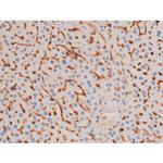 Phospho-IRS1 (Ser636) Antibody in Immunohistochemistry (Paraffin) (IHC (P))