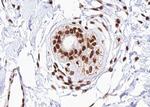 Phospho-CHOP (Ser30) Antibody in Immunohistochemistry (Paraffin) (IHC (P))