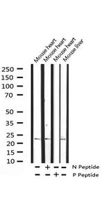 Phospho-CHOP (Ser30) Antibody in Western Blot (WB)