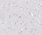 Phospho-AHR (Ser36) Antibody in Immunohistochemistry (Paraffin) (IHC (P))