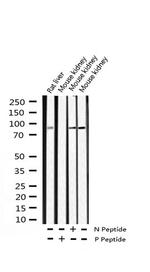 Phospho-AHR (Ser36) Antibody in Western Blot (WB)