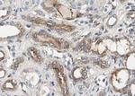 Phospho-VEGF Receptor 2 (Tyr951) Antibody in Immunohistochemistry (Paraffin) (IHC (P))