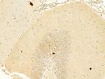 Phospho-Alpha-synuclein (Ser129) Antibody in Immunohistochemistry (Paraffin) (IHC (P))