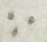 Phospho-Alpha-synuclein (Ser129) Antibody in Immunohistochemistry (Paraffin) (IHC (P))