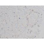 Phospho-Alpha-synuclein (Ser129) Antibody in Immunohistochemistry (Paraffin) (IHC (P))