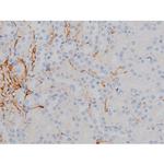 Phospho-Alpha-synuclein (Ser129) Antibody in Immunohistochemistry (Paraffin) (IHC (P))