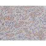 Phospho-Alpha-synuclein (Ser129) Antibody in Immunohistochemistry (Paraffin) (IHC (P))