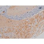 Phospho-Alpha-synuclein (Ser129) Antibody in Immunohistochemistry (Paraffin) (IHC (P))