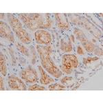 Phospho-Alpha-synuclein (Ser129) Antibody in Immunohistochemistry (Paraffin) (IHC (P))