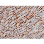 Phospho-Alpha-synuclein (Ser129) Antibody in Immunohistochemistry (Paraffin) (IHC (P))