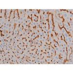 Phospho-Alpha-synuclein (Ser129) Antibody in Immunohistochemistry (Paraffin) (IHC (P))